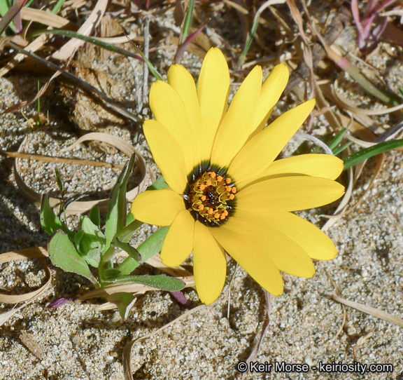 Image de Dimorphotheca sinuata DC.