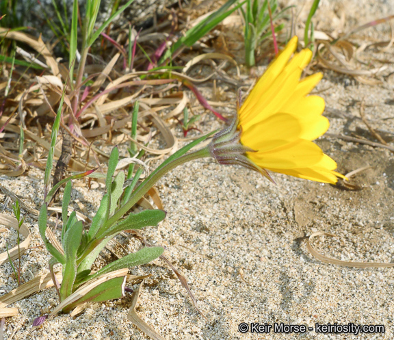 Image de Dimorphotheca sinuata DC.