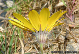 Image de Dimorphotheca sinuata DC.