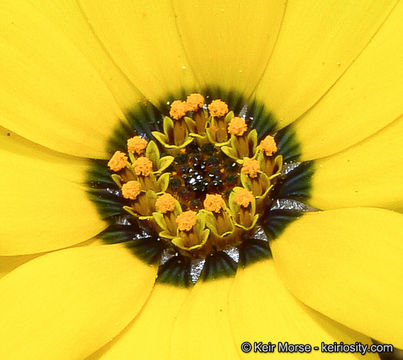 Image of glandular Cape marigold