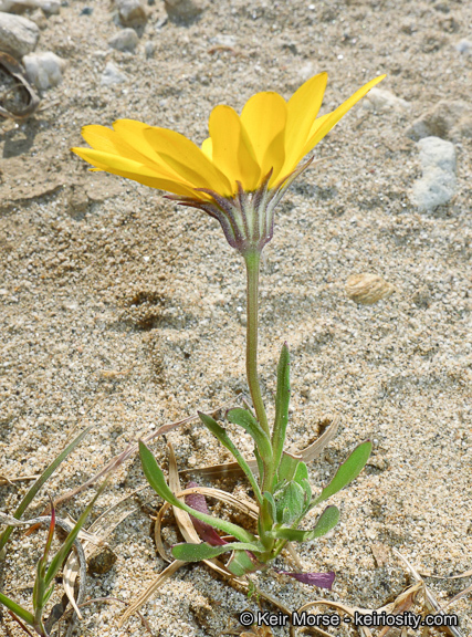 Image de Dimorphotheca sinuata DC.