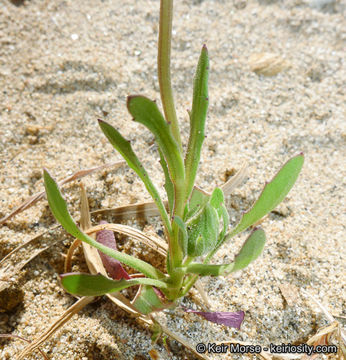 Image of glandular Cape marigold