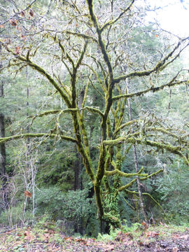 Image of bigleaf maple