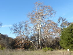 Platanus racemosa Nutt. ex Audubon的圖片