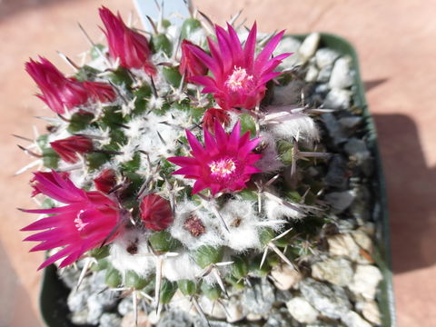 Mammillaria orcuttii Boed.的圖片