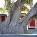 Imagem de Yucca gigantea Lem.