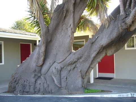 Plancia ëd Yucca gigantea Lem.