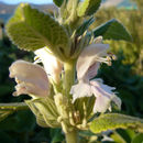 صورة Phlomis cashmeriana Royle ex Benth.