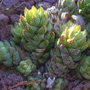 <i>Haworthia reinwardtii</i> resmi