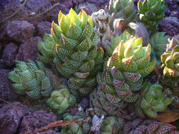 <i>Haworthia reinwardtii</i> resmi