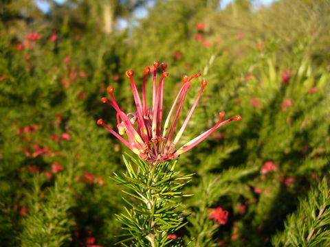 Plancia ëd Grevillea rosmarinifolia A. Cunn.