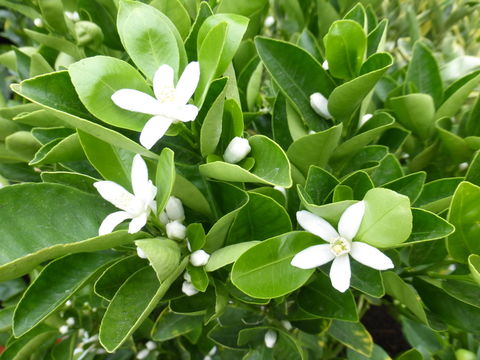 Image of <i>Citrus sinensis</i>