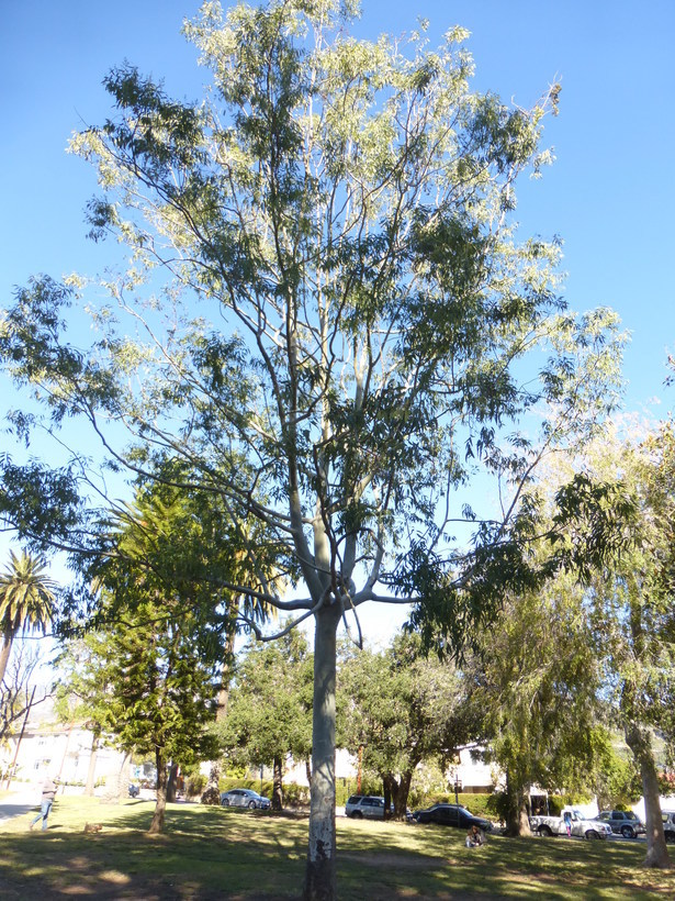 Image de Corymbia torelliana (F. Müll.) K. D. Hill & L. A. S. Johnson