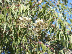 Image of spotted gum