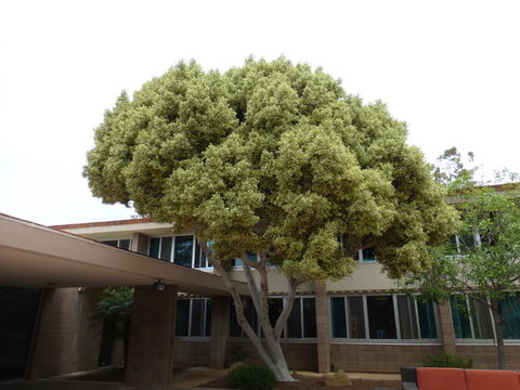 Imagem de Ficus microcarpa L. fil.