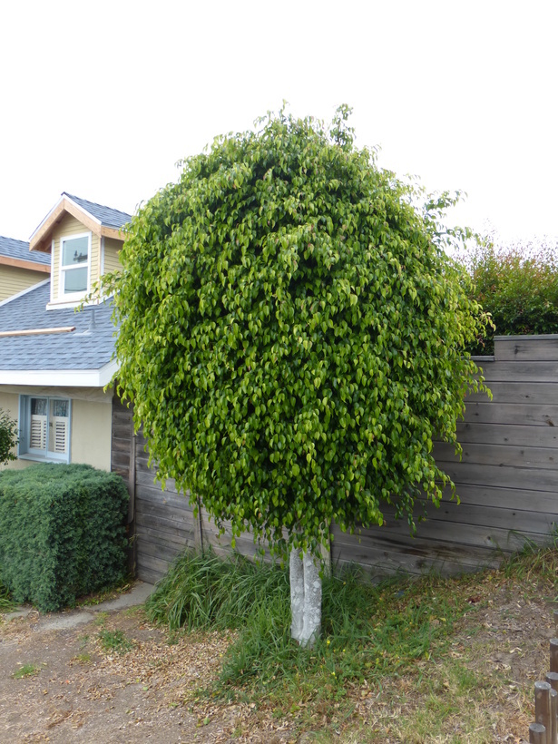 Imagem de Ficus benjamina L.