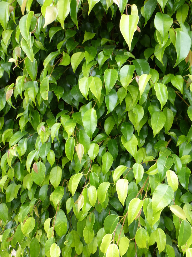 Imagem de Ficus benjamina L.