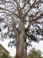 Imagem de Eucalyptus viminalis Labill.