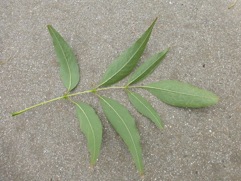 Image of velvet ash