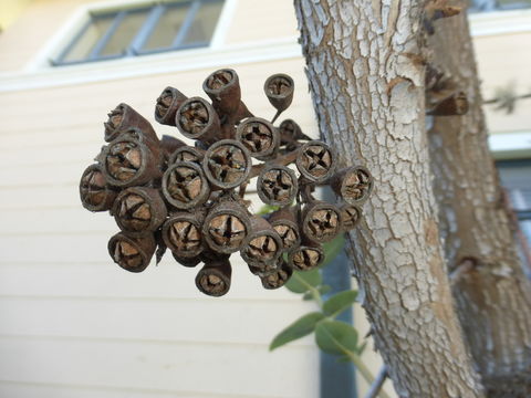 Image of Eucalyptus pruinosa Schau.