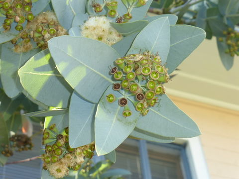 Image of <i>Eucalyptus pruinosa</i> Schau.