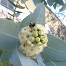 Image of Eucalyptus pruinosa Schau.