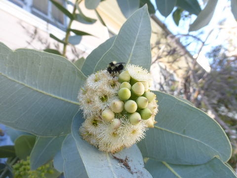 Image of Eucalyptus pruinosa Schau.