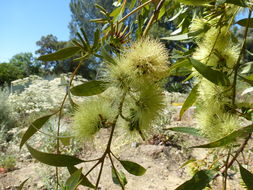 Imagem de Eucalyptus macrandra F. Müll. ex Benth.