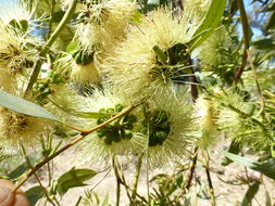 Imagem de Eucalyptus macrandra F. Müll. ex Benth.