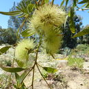 Image of long-flower marlock