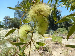 Imagem de Eucalyptus macrandra F. Müll. ex Benth.