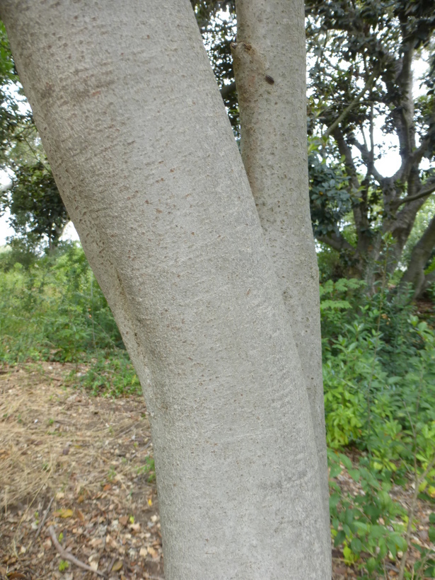 Image of Bark Cloth Fig