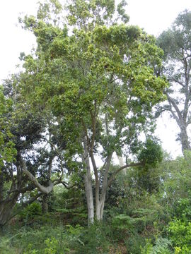 Imagem de Ficus natalensis Hochst.