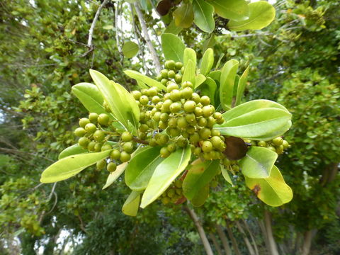 Imagem de Ficus natalensis Hochst.