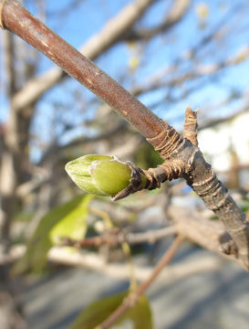 Image of Field Maple