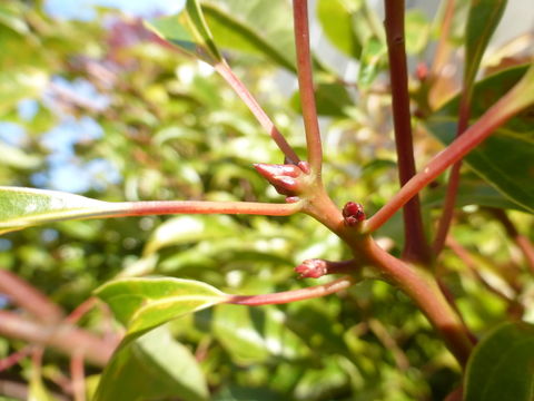 Imagem de Cinnamomum camphora (L.) J. Presl