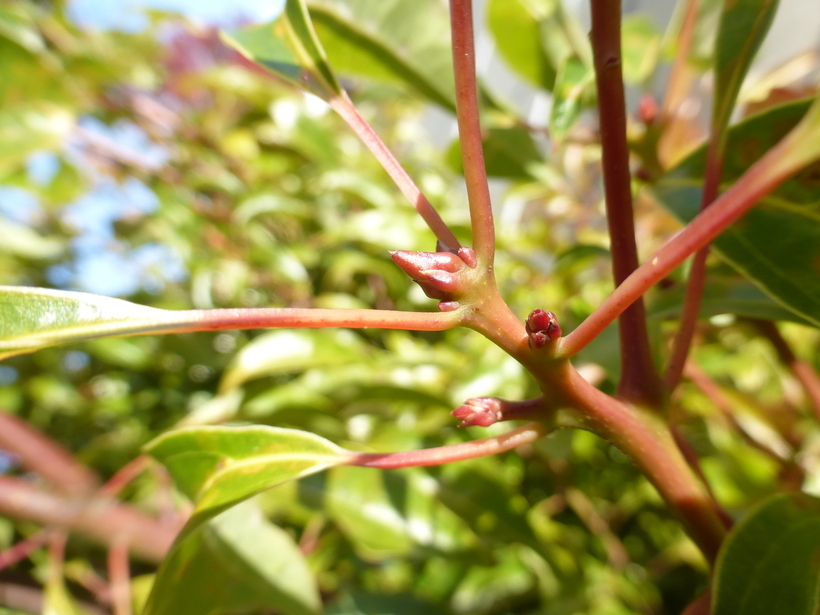 Image of Camphor laurel