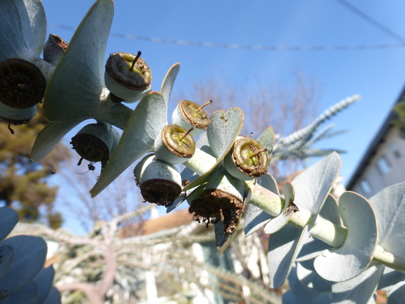 Image of Silver-leaved Mountain Gum