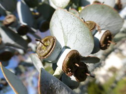 Image of Silver-leaved Mountain Gum