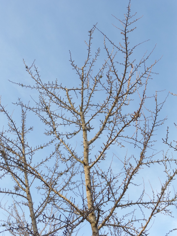 Image of Ginkgo