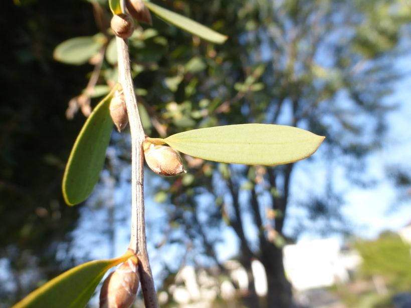 Image of Australian myrtle