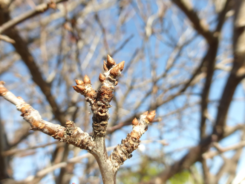 Image of Cherry Plum