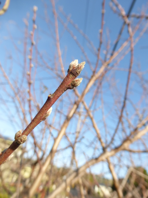 Image of flowering almond