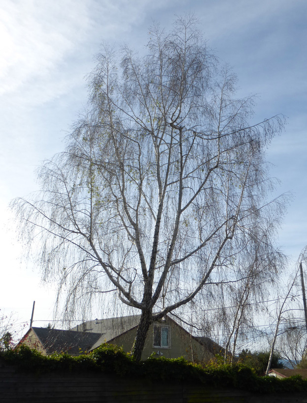 Image of Common Birch