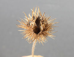 Image of African hemp