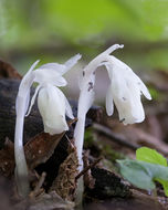 Image of Indian Pipe