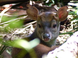 Image of South American Brown Brocket