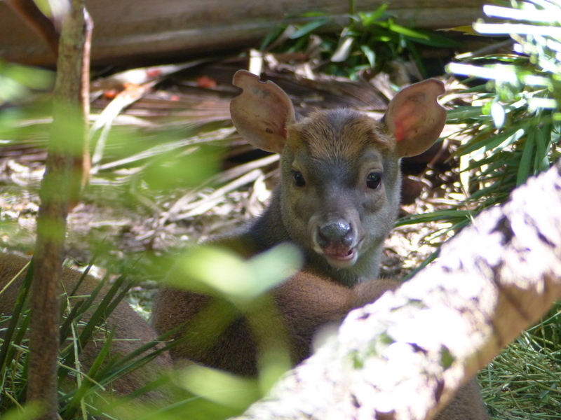 Image of South American Brown Brocket