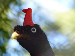 Image of Horned Guan