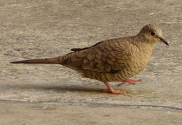 Image of Inca Dove